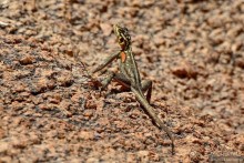 Африканский калейдоскоп. Часть 9