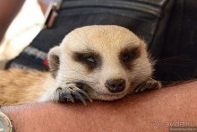 Африканский калейдоскоп. Часть 9