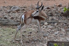 Африканский калейдоскоп. Часть 9