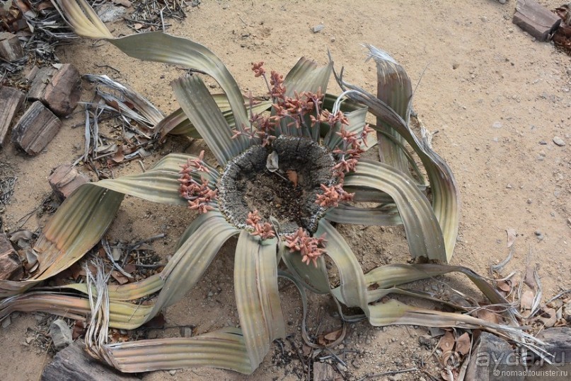 Африканский калейдоскоп. Часть 9