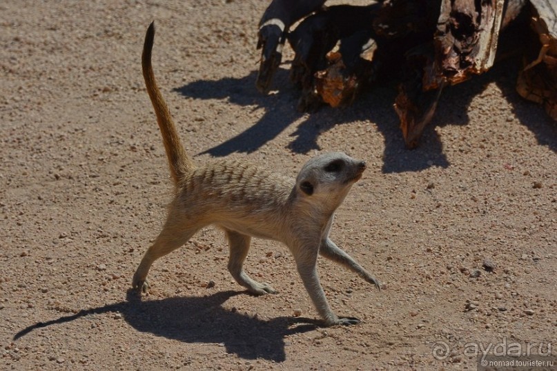 Африканский калейдоскоп. Часть 9