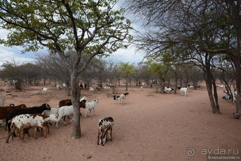 Африканский калейдоскоп. Часть 9