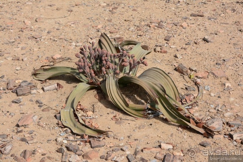 Африканский калейдоскоп. Часть 9