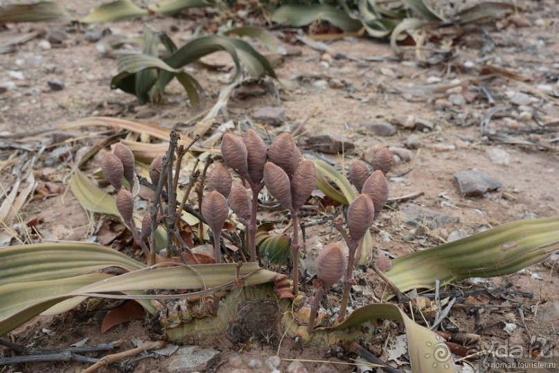 Африканский калейдоскоп. Часть 9