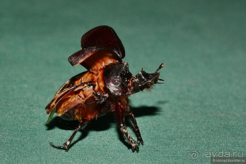 Африканский калейдоскоп. Часть 9