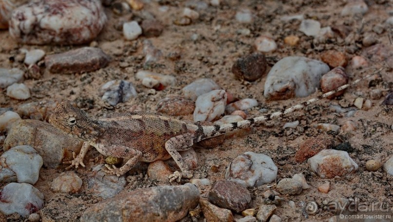 Африканский калейдоскоп. Часть 9