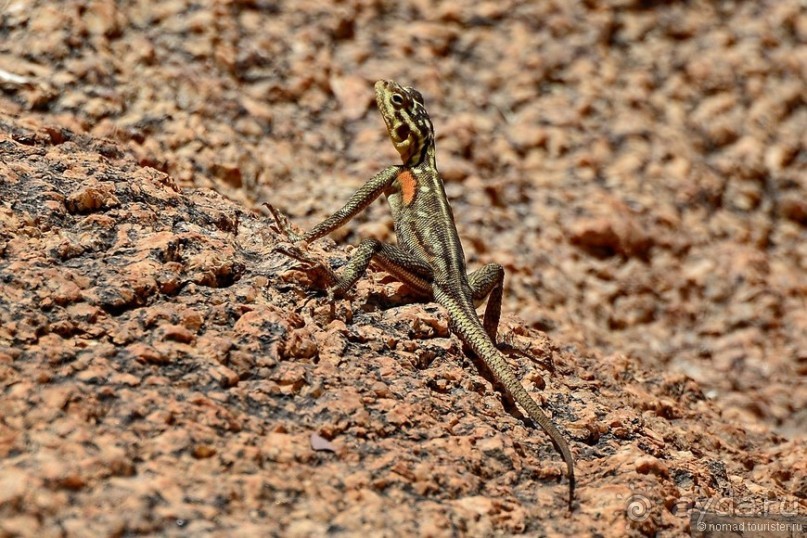 Африканский калейдоскоп. Часть 9