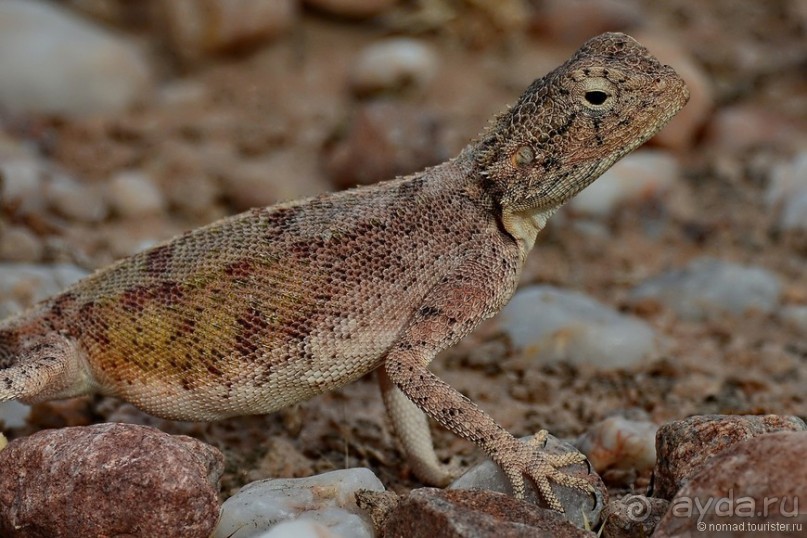 Африканский калейдоскоп. Часть 9