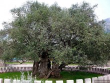 Черногорские хроники. Возвращение. Часть 4