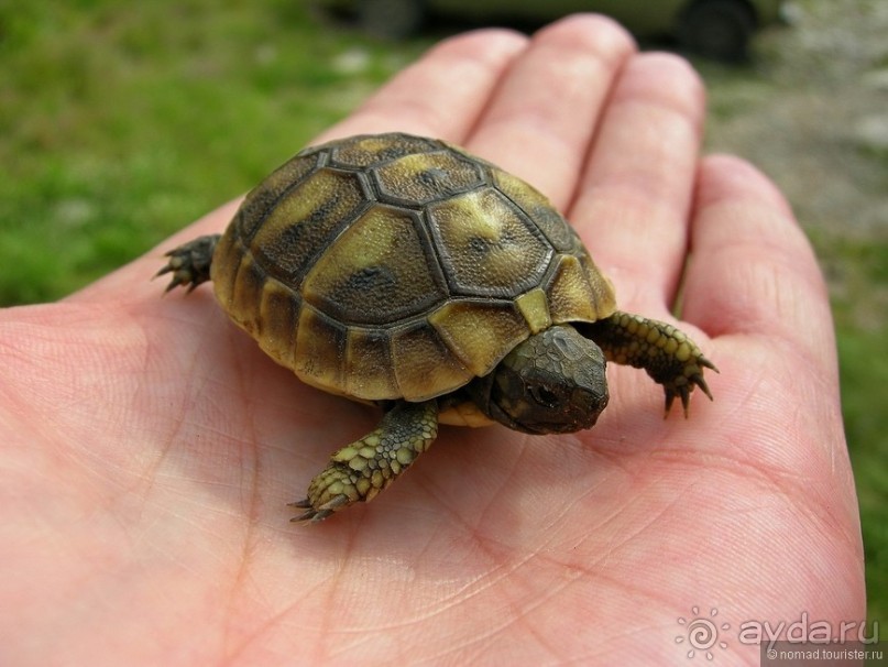 Черногорские хроники. Возвращение. Часть 4