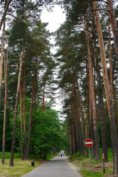 Рига звериная