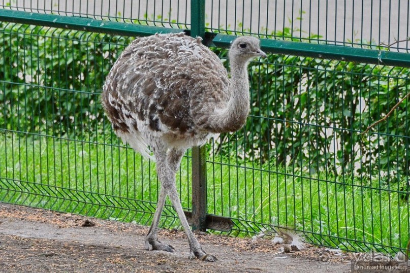 Рига звериная