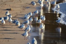 Балканские птички