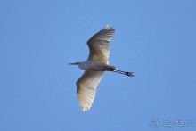 Балканские птички