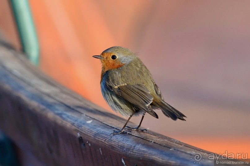 Балканские птички