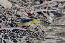 Балканские птички