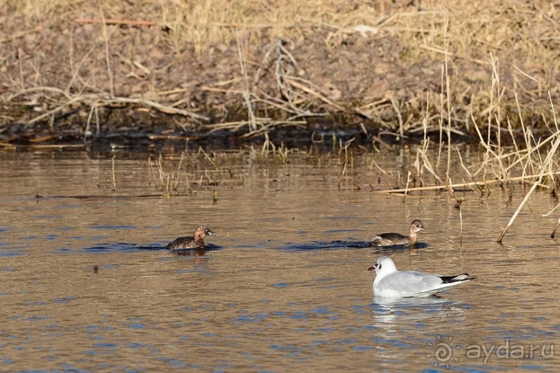 Балканские птички