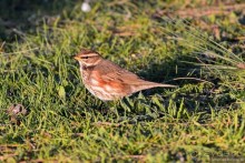 Балканские птички