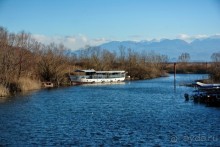 Балканские птички