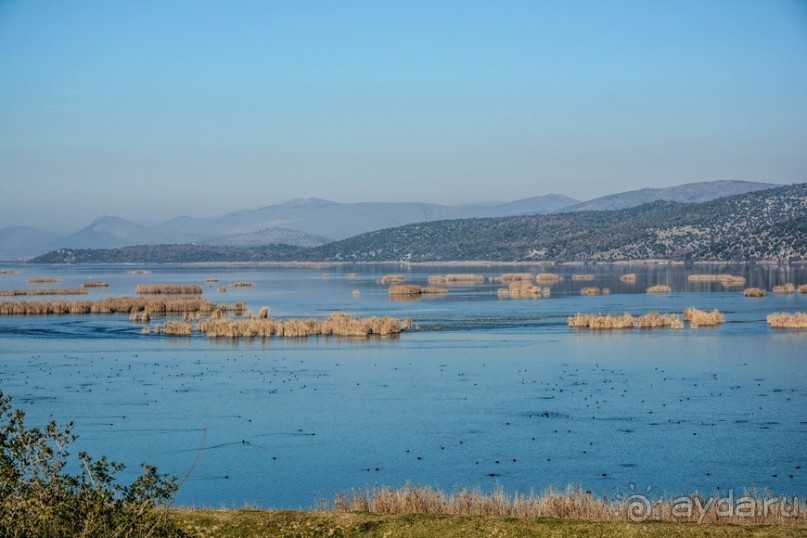Балканские птички