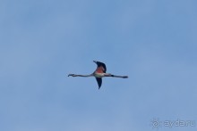 Балканские птички