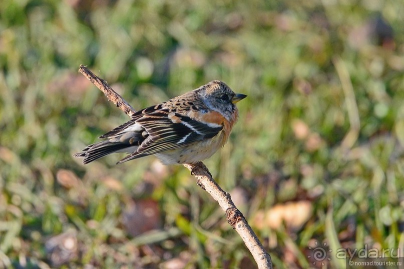 Балканские птички