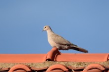 Балканские птички