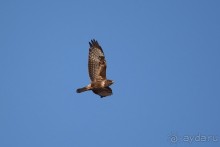 Балканские птички