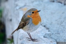 Балканские птички