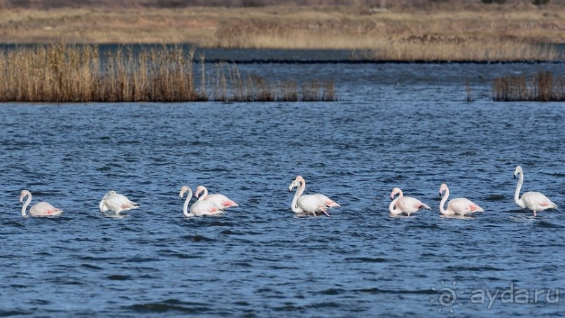 Балканские птички