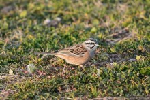 Балканские птички