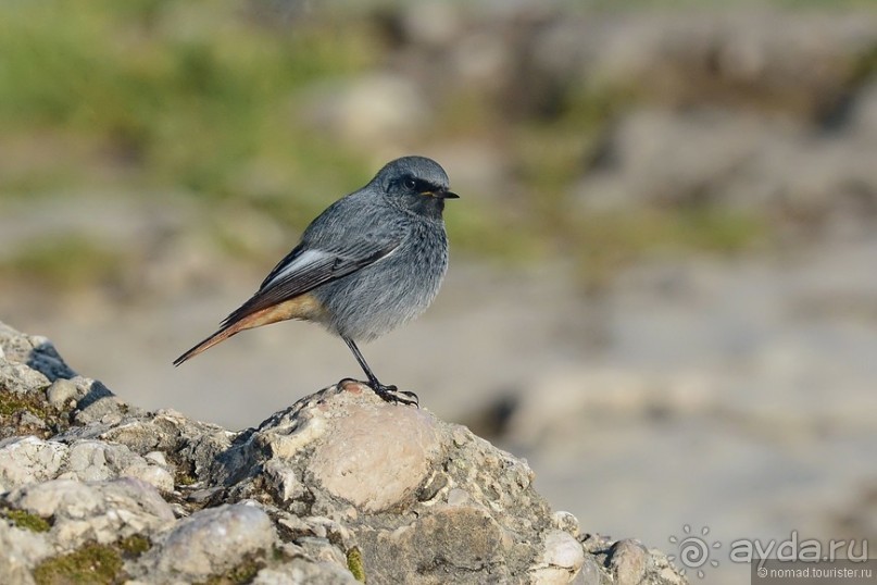 Балканские птички
