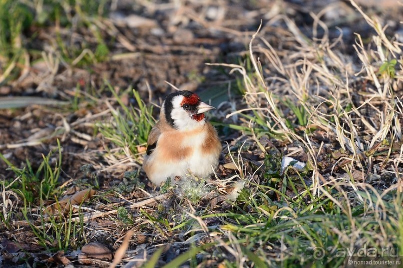 Балканские птички