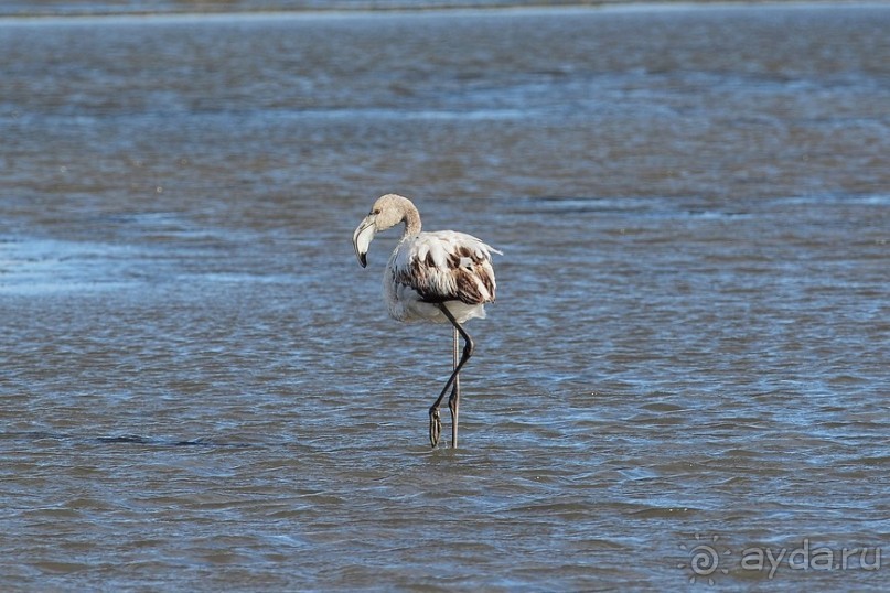 Балканские птички