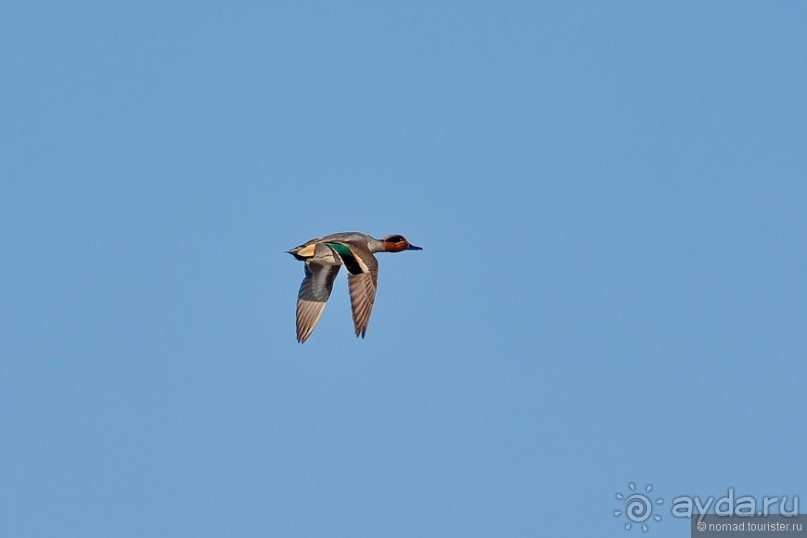 Балканские птички