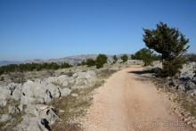 Балканские птички