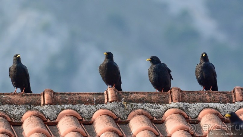 Балканские птички