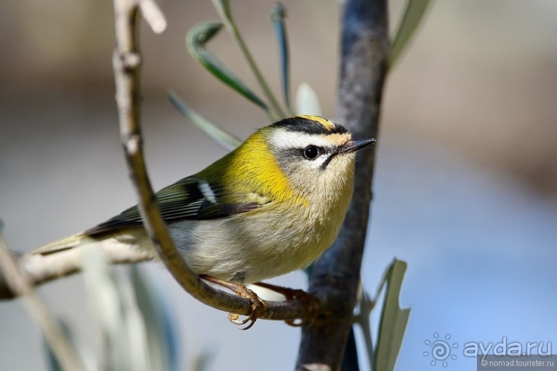 Балканские птички
