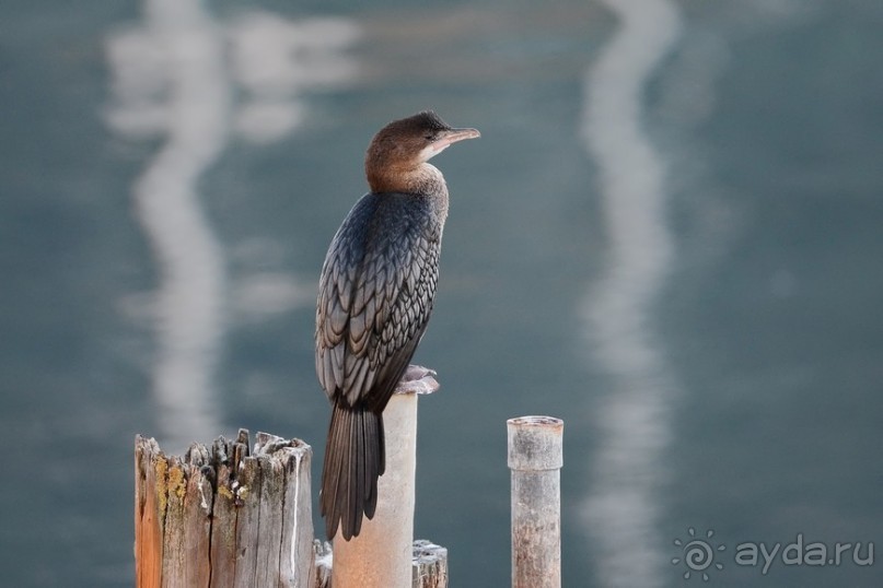 Балканские птички