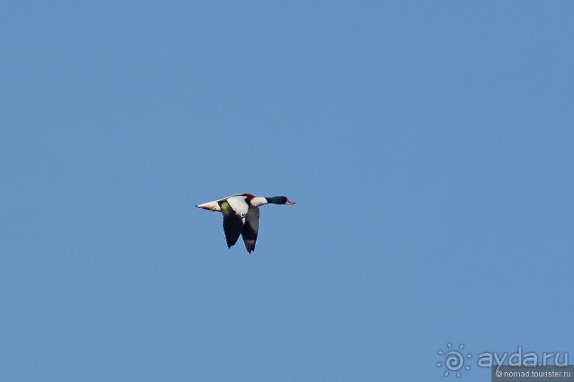 Балканские птички