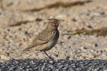 Балканские птички