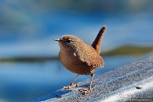 Балканские птички