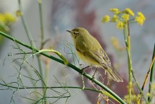 Балканские птички