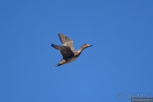 Балканские птички