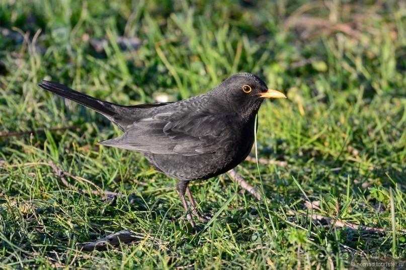 Балканские птички
