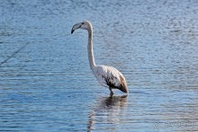 Балканские птички