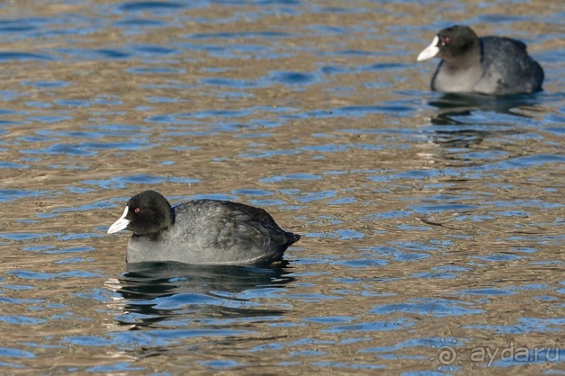 Балканские птички