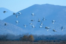 Балканские птички