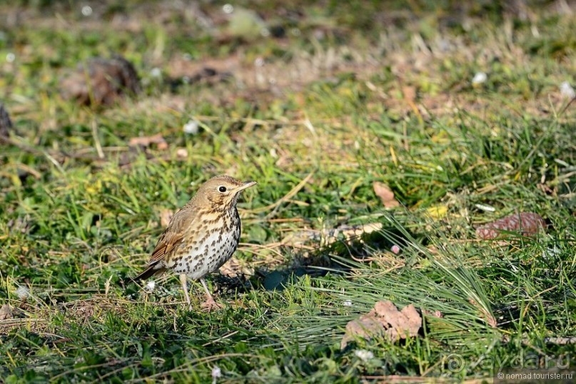 Балканские птички