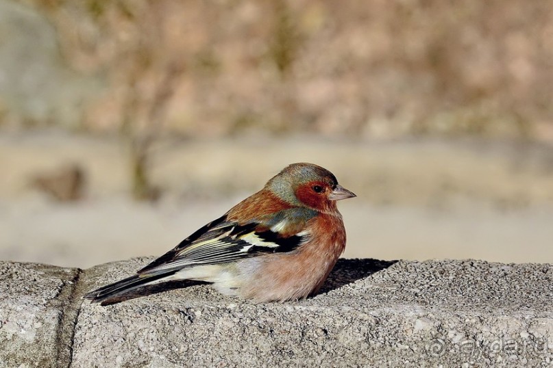 Балканские птички